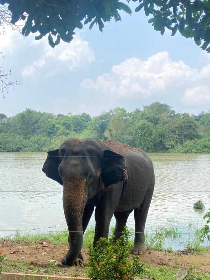 Royal Nest Bed and Breakfast Polonnaruwa Esterno foto